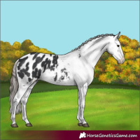Horse Color:Black Appaloosa 