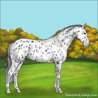 Horse Color:Black Appaloosa 