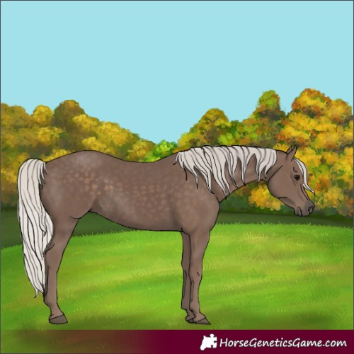 Horse Color:Silver Black 