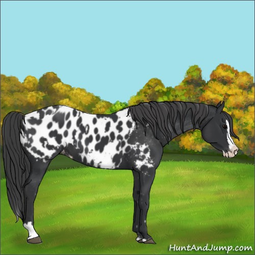 Horse Color:Black Sabino Splash Appaloosa and Black Sabino Splash Appaloosa