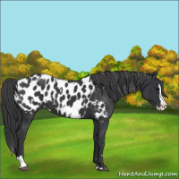 Horse Color:Black Sabino Splash Appaloosa  and Black Sabino Splash Appaloosa 