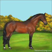 Horse Color:Bay 