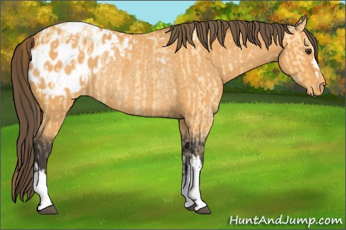 Horse Color:Buckskin Dun Appaloosa  and Buckskin Appaloosa Rabicano 