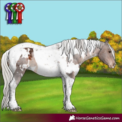 Horse Color:White Spotted Silver Bay Tobiano Appaloosa 