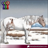 Horse Color:White Spotted Silver Bay Tobiano Appaloosa