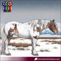 Horse Color:White Spotted Silver Bay Tobiano Appaloosa 