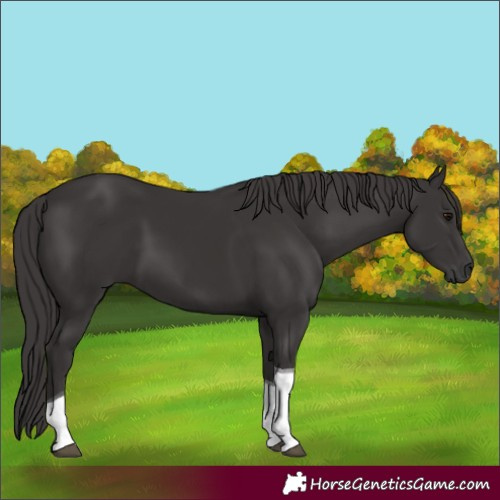 Horse Color:Smoky Black Tobiano