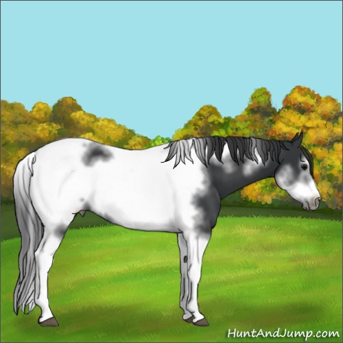 Horse Color:Black Tobiano Frame 