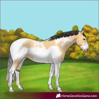 Horse Color:Buckskin Tobiano Frame 