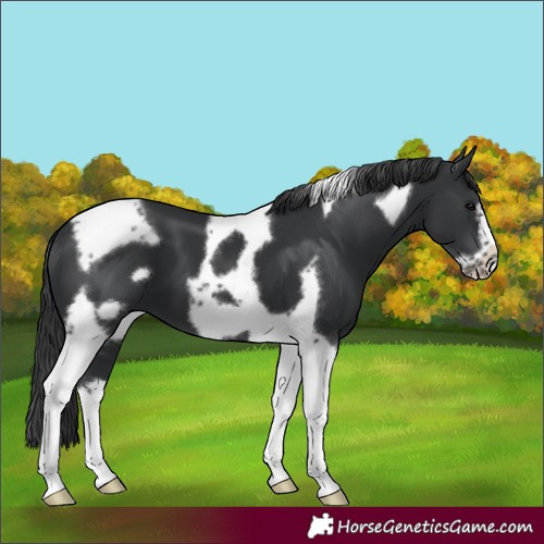 Horse Color:Black Tobiano Frame 