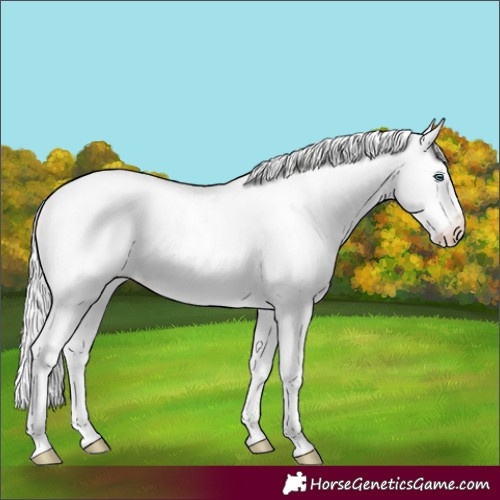 Horse Color:Silver Perlino Roan Dun Splash Frame Appaloosa 