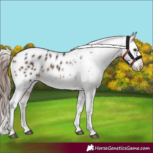 Horse Color:Brown Tobiano Appaloosa