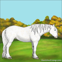 Horse Color:Cremello Dun Appaloosa 