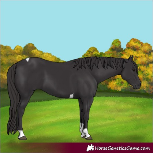 Horse Color:Smoky Black Tobiano