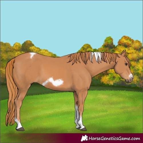 Horse Color:Chestnut Tobiano Frame 