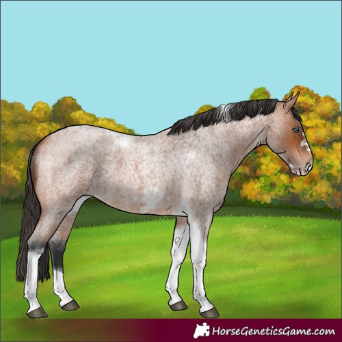Horse Color:Bay Roan Tobiano Frame 