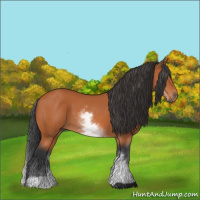 Horse Color:White Spotted Bay 