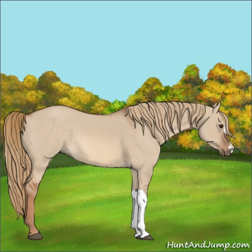 Horse Color:Red Dun 