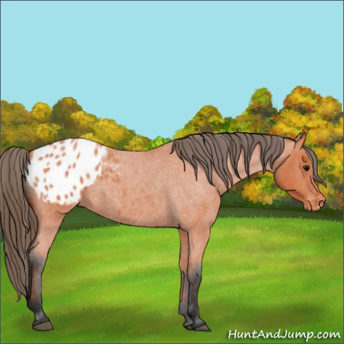 Horse Color:Bay Roan Appaloosa 