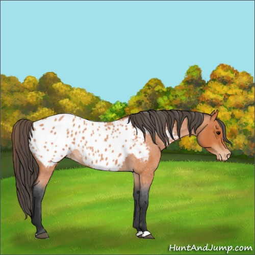 Horse Color:Bay Roan Appaloosa