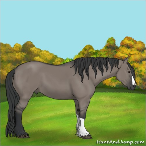 Horse Color:Grullo 