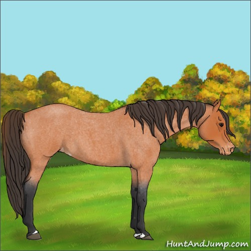Horse Color:Bay Roan Appaloosa 