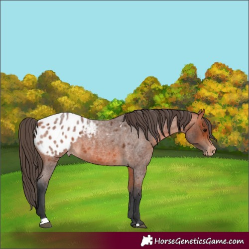 Horse Color:Bay Roan Appaloosa 