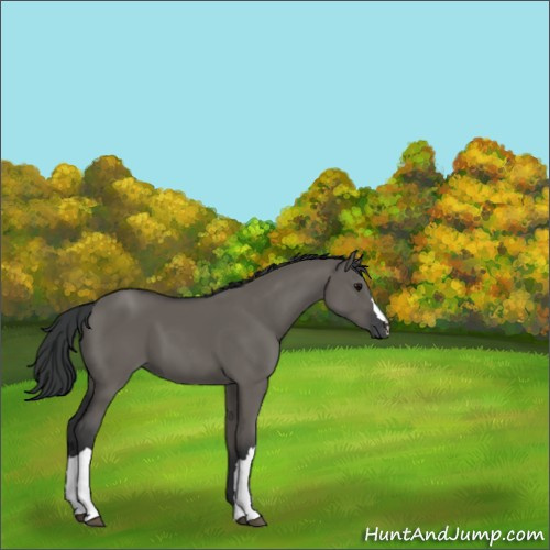 Horse Color:Grullo 