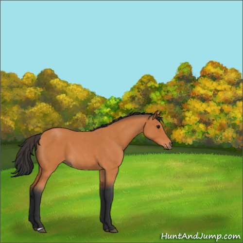 Horse Color:Bay Roan 