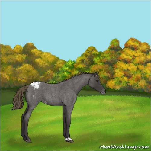 Horse Color:Smoky Blue Roan Appaloosa