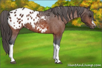 Horse Color:Bay Appaloosa 