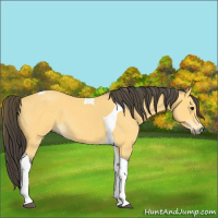 Horse Color:Buckskin Roan Tobiano 