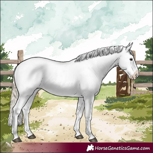 Horse Color:Palomino Appaloosa 