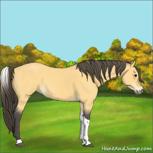 Horse Color:Buckskin Roan Tobiano 