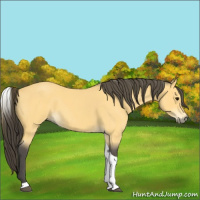 Horse Color:Buckskin Roan Tobiano