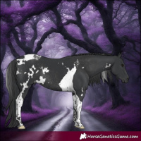 Horse Color:White Spotted Black Tobiano Rabicano 