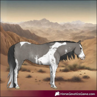 Horse Color:Grullo Sabino Splash Tobiano Rabicano 