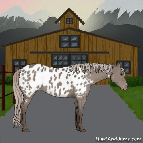 Horse Color:Silver Grullo Sabino Appaloosa Rabicano 