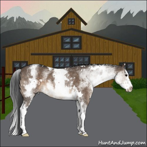 Horse Color:White Spotted Brown Dun Splash Rabicano 
