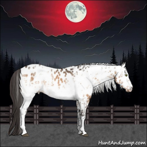 Horse Color:White Spotted Brown Dun Appaloosa Rabicano 