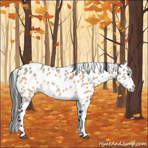 Horse Color:White Spotted Brown Dun Appaloosa Rabicano 