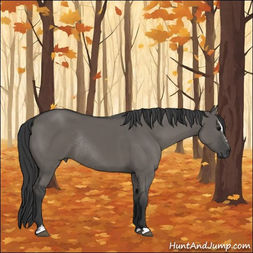 Horse Color:Grullo Sabino Rabicano 