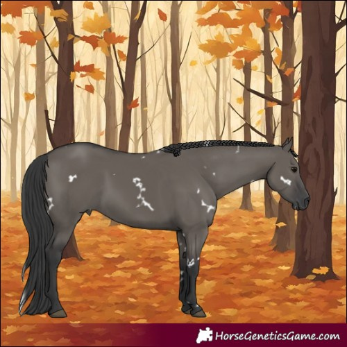 Horse Color:White Spotted Grullo Rabicano 
