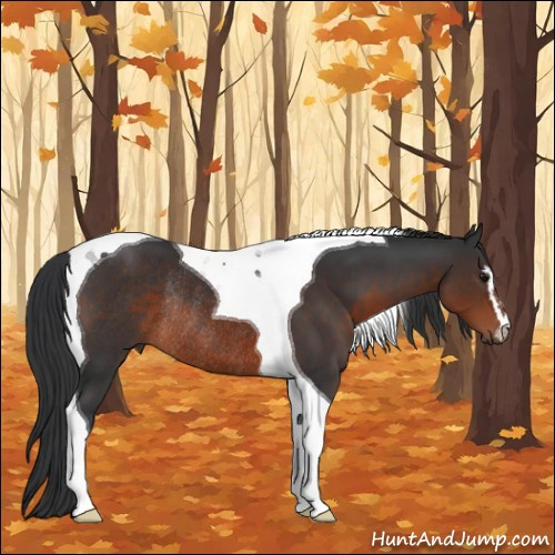 Horse Color:Brown Sabino Tobiano Rabicano 