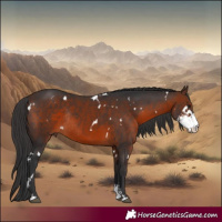 Horse Color:White Spotted Brown Sabino Rabicano 