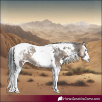 Horse Color:White Spotted Grullo Onyx Splash Tobiano Rabicano 