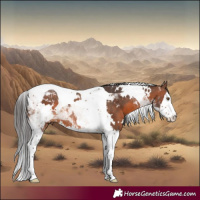 Horse Color:White Spotted Brown Splash Tobiano Rabicano 