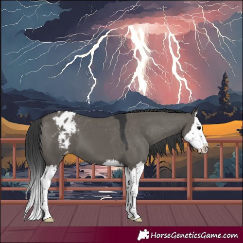 Horse Color:Grullo Splash Appaloosa 