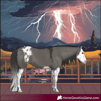 Horse Color:Grullo Splash Appaloosa 