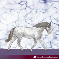 Horse Color:Grullo Onyx Tobiano Near Leopard 